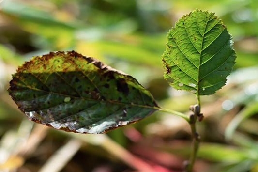 1,000 Trees and Counting: Sustainability at FRISKA